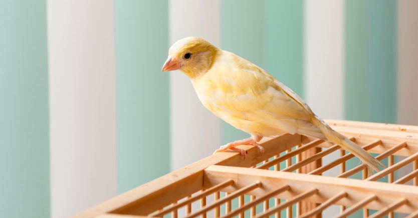 Ask Dr. Jenn: How can I help my canary when she's nesting?